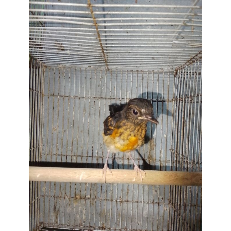 MURAI TROTOL JANTAN MEDAN NON KEMBUNG