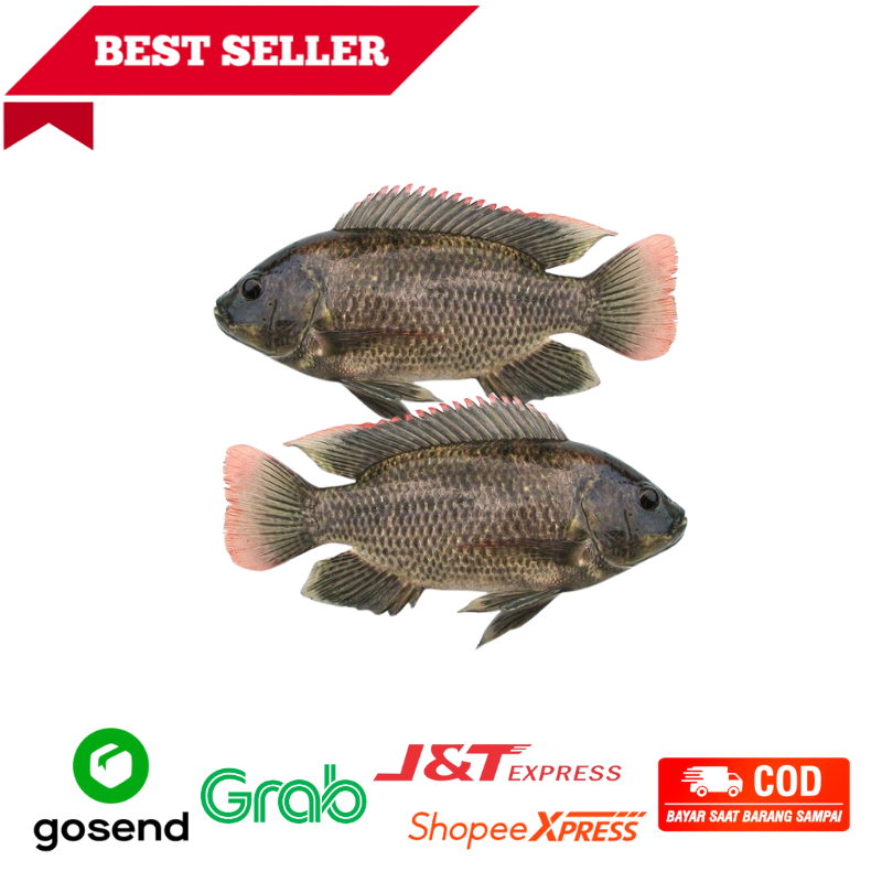 

Ikan Nila/Ikan Mujaer Super Fresh 1kg Freshmart Go