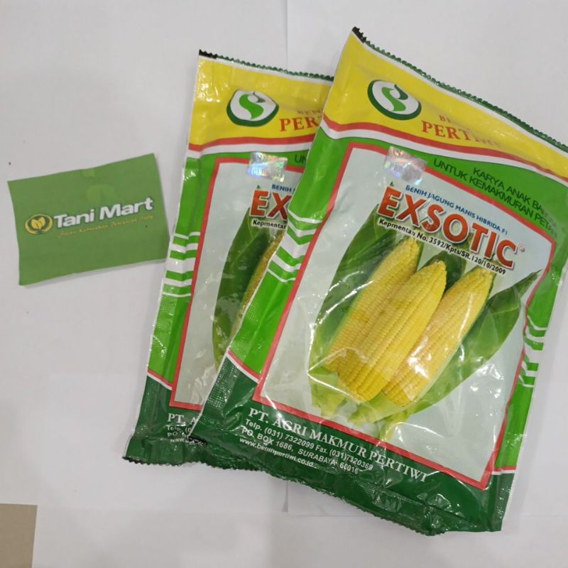 BENIH JAGUNG MANIS EXSOTIC BENIH PERTIWI