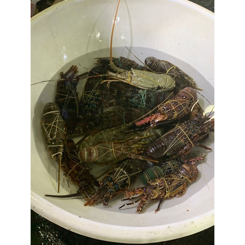 

lobster