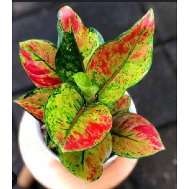 Aglonema heng heng rimbun