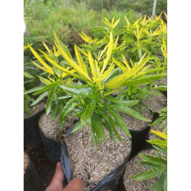 Tanaman Pengusir Nyamuk Zodia Tanaman Herbal Zodia