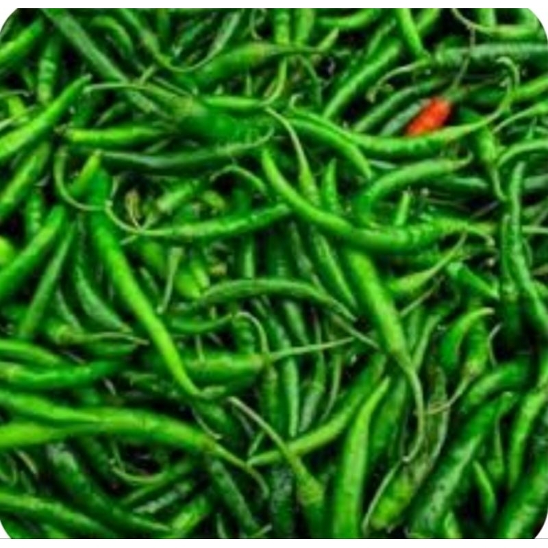 

1kg Cabai kriting hijau super segar