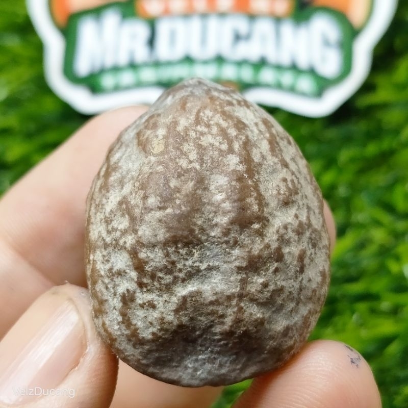 MUNCANG ADU JAYANTI JELITA PAGURON 1000% ORIGINAL