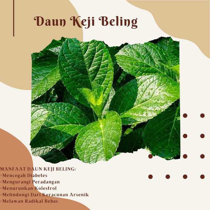 

Daun keji beling (Strobilanthes crispus)