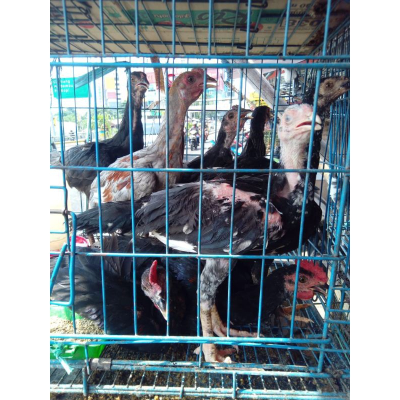 Ayam Kampung Umur 2,5 Bulan (Harga Satuan)