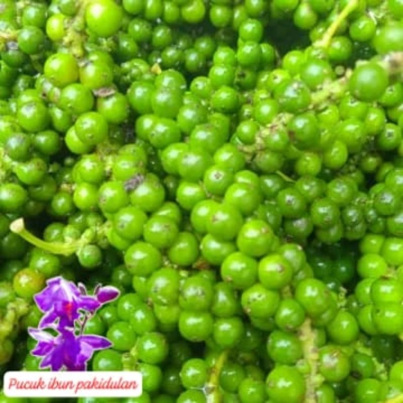 

lada hijau segar/600 gram