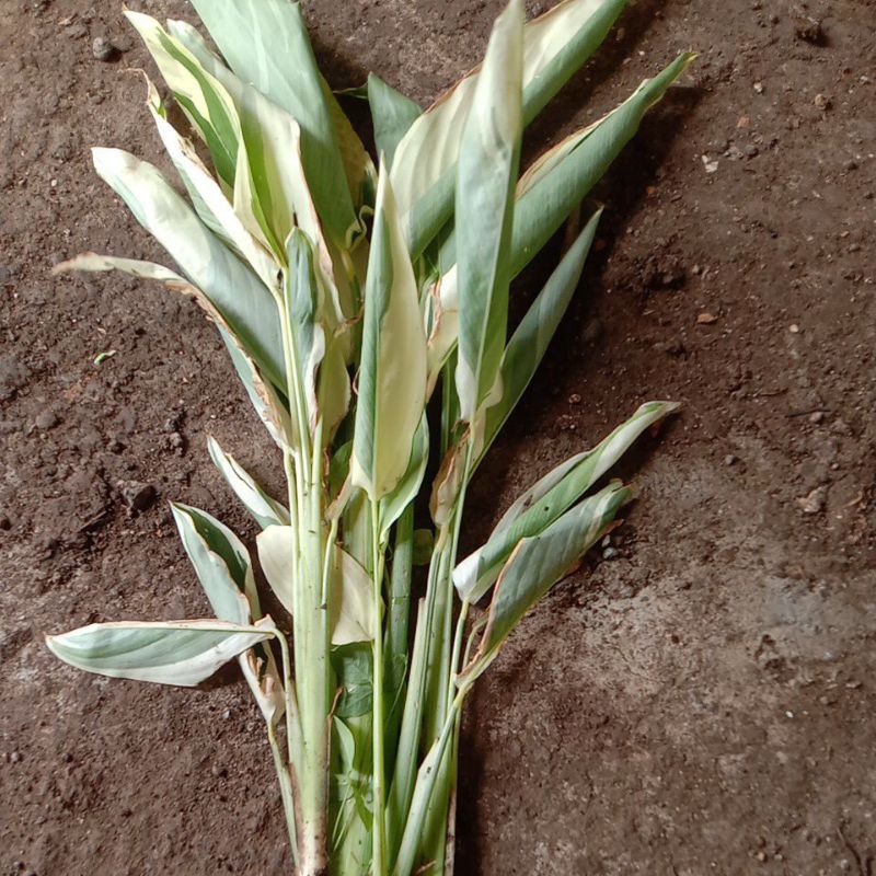 bibit umbi garut varigata murah 1pcs