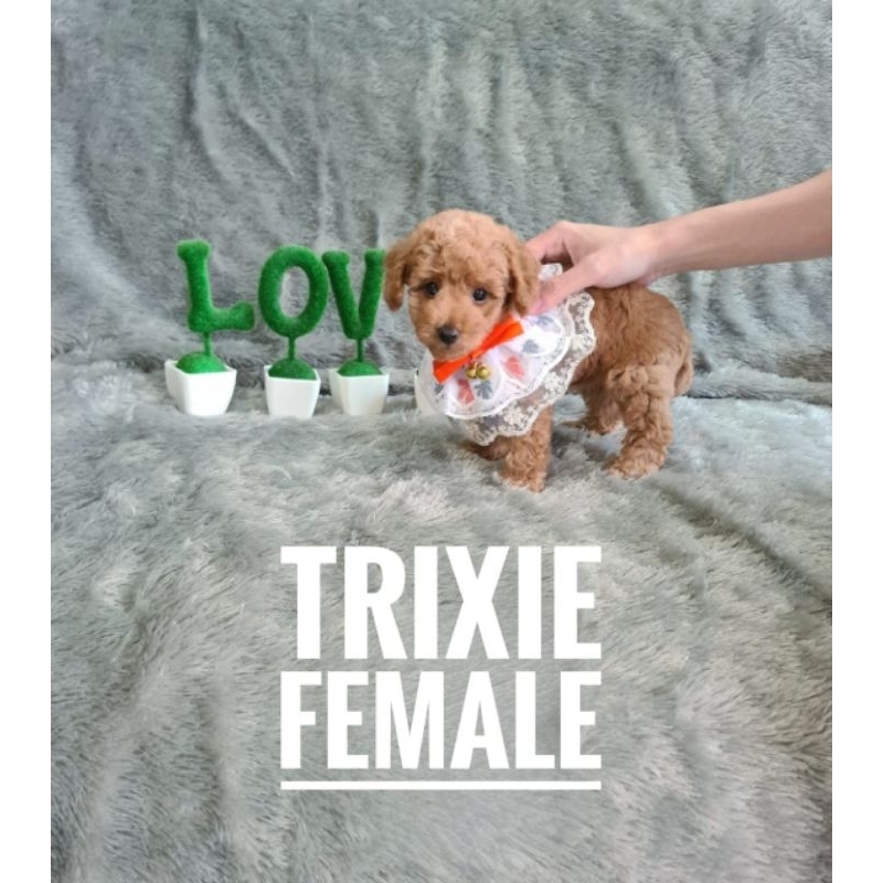 Apricot toy poodle betina size tiny stambum vaksin murah