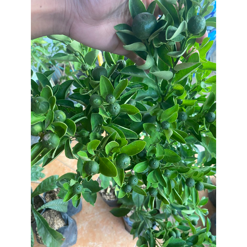 BIBIT JERUK ES SUDAH BERBUAH SUPER SPESIAL 11.01