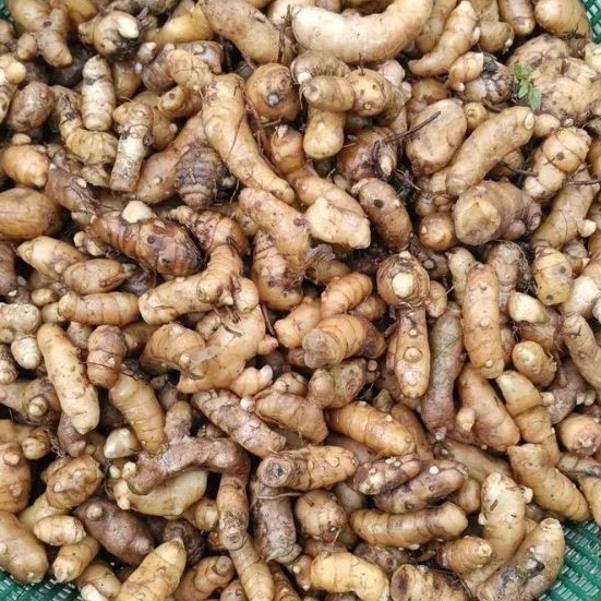 

Promo Kunyit putih , temu putih 1 kg obral harga. kualitas sama cuma untuk ukuran agak lebih kecil