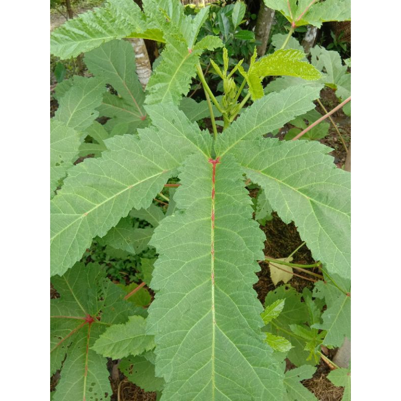 

Daun Okra Segar Petik Kirim 100gr