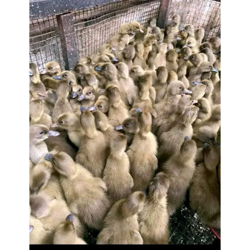 Dod Bebek Petelur Asli Betina Mojosari (Harga Satuan)