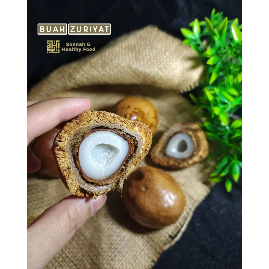 

Buah zuriyat promil 1 biji / buah zuriyat mesir