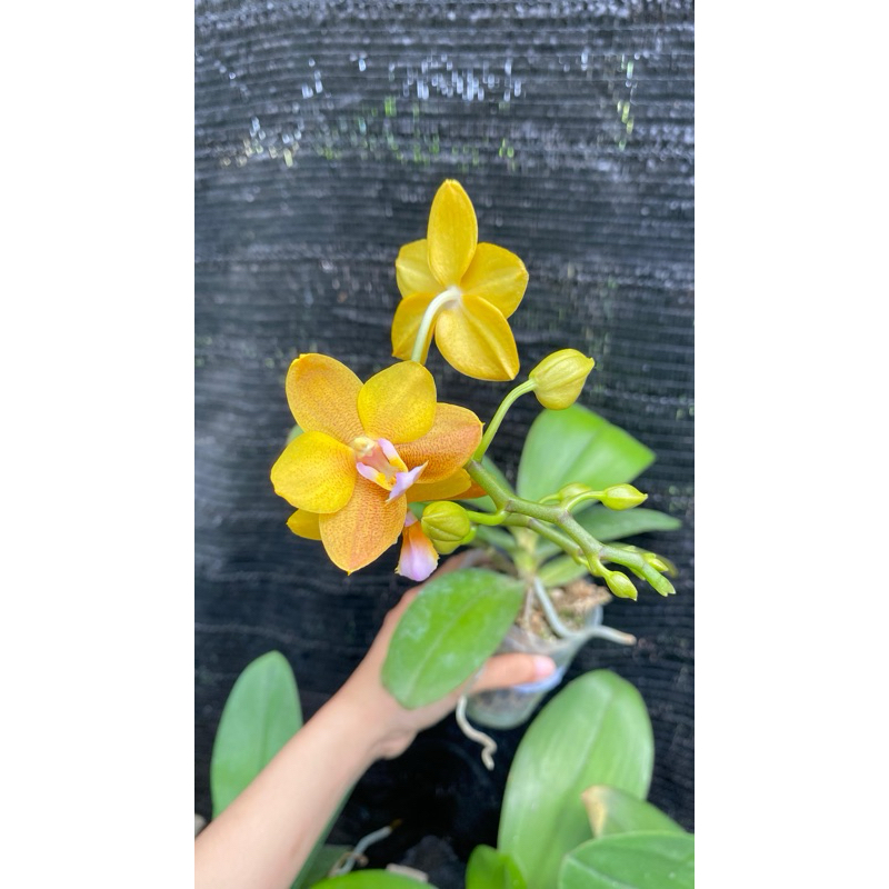 Anggrek Bulan Mini Kuning Wangi