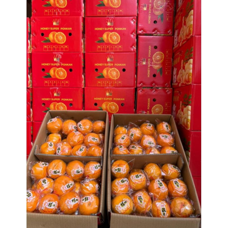 

Jeruk Ponkam Mandarin Jeruk Imlek 9 kg 1 Box Keranjang