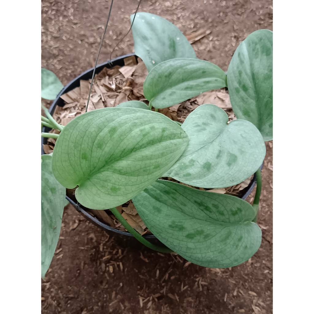 SCINDAPSUS "SILVER SPLASH"