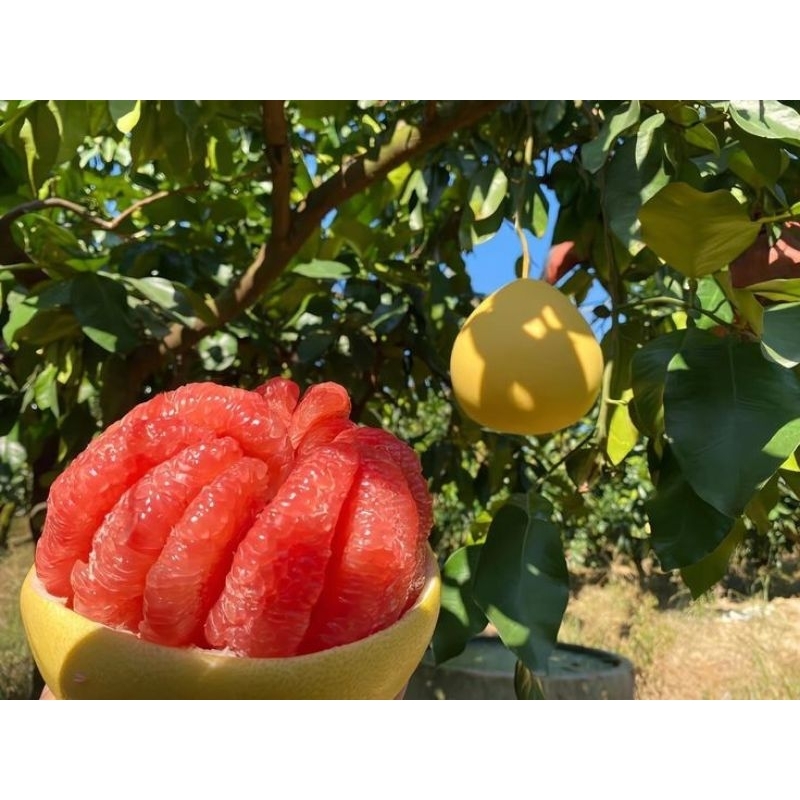 

JERUK BALI POMELO SUPER PER BUAH