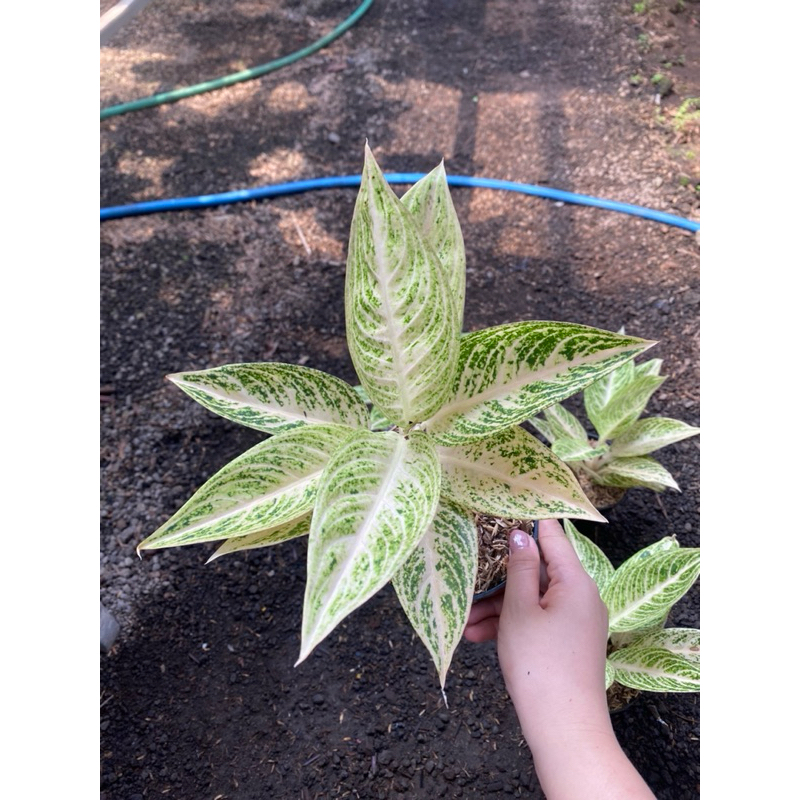 Aglaonema white Legacy