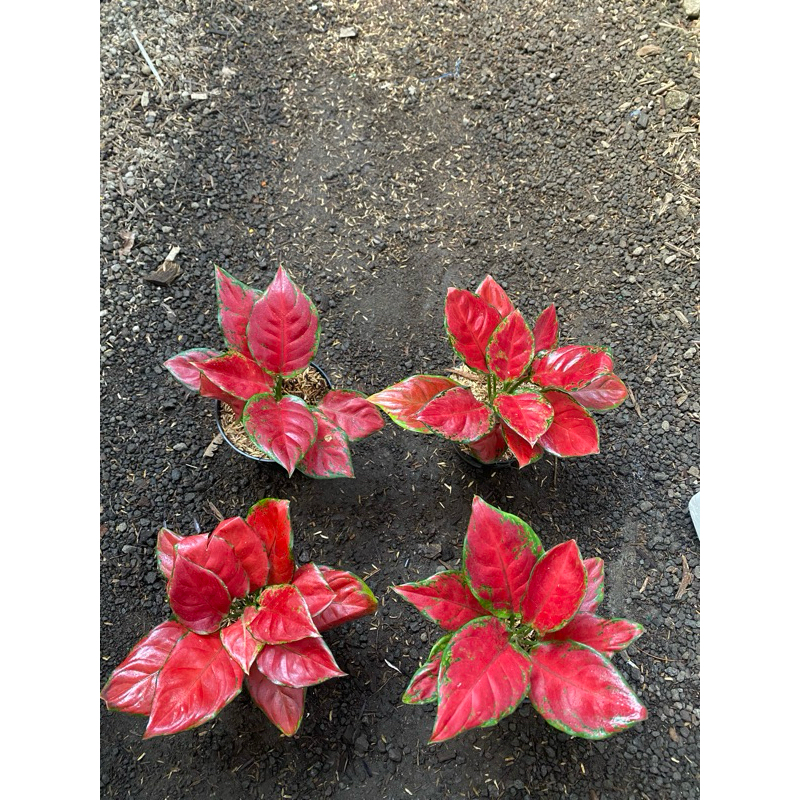 Aglaonema black maroon