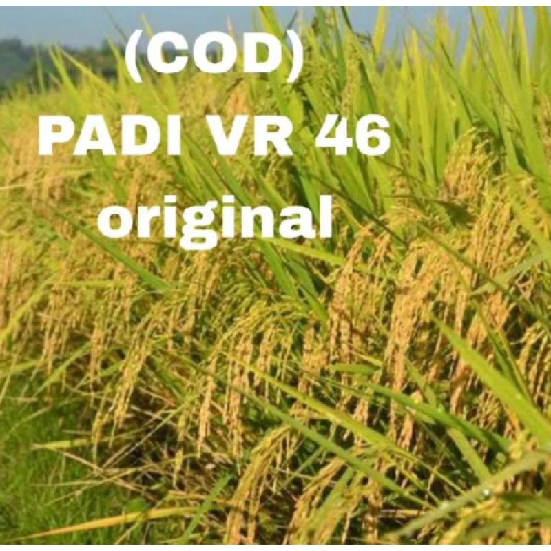 BENIH BIBIT PADI VR 46 BERKUALITAS UNGGUL KEMASAN 1KG
