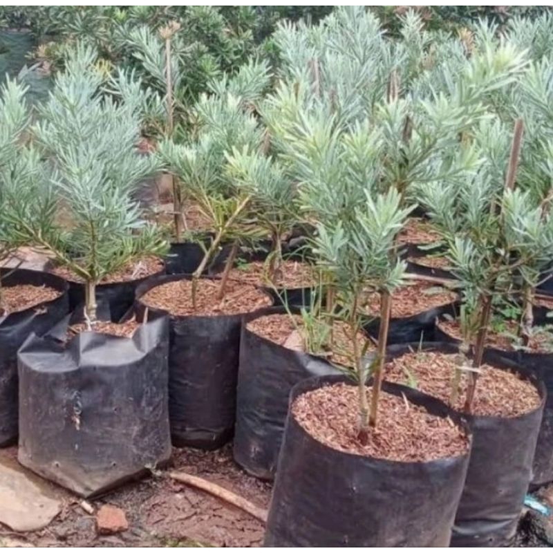 pohon lau hansung silver blue eyes