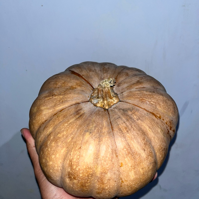 

LABU KUNING / LABU PARANG / WALUH / MURAH