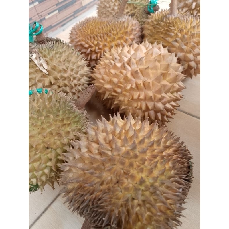 

Durian manis Jawa Timur Durian lokal