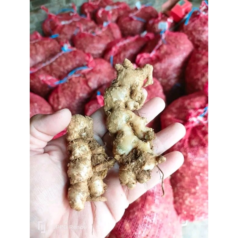 

Jahe Emprit 1kg segar langsung dari petani dan dijamin pedas | belum dicuci