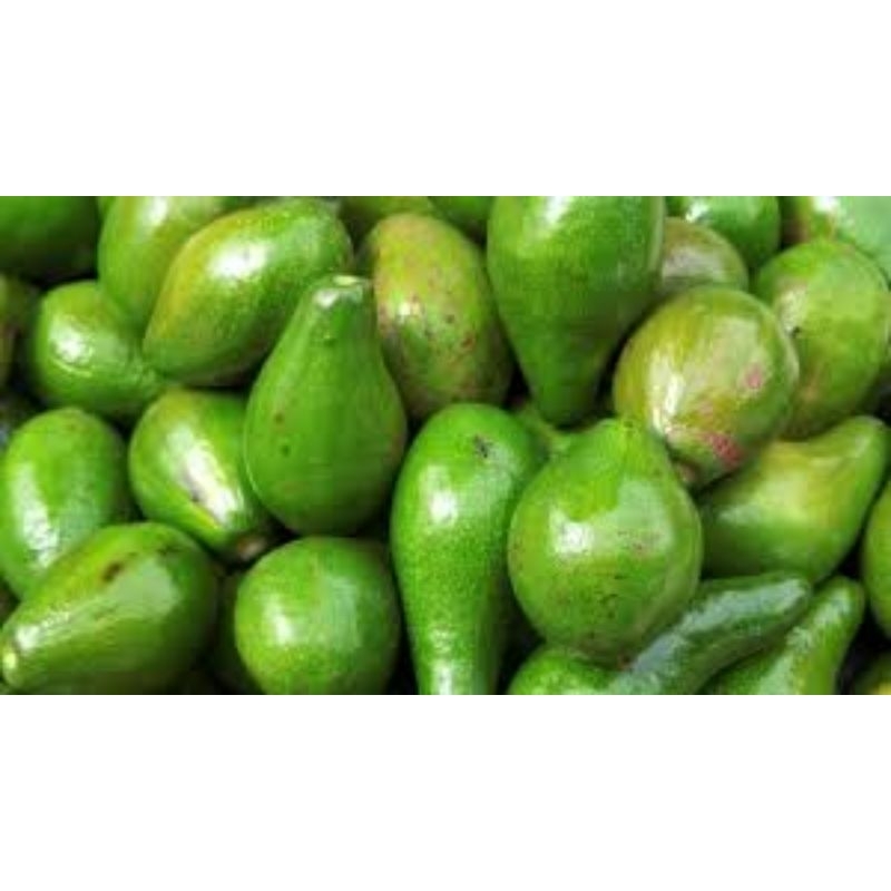 

Alpukat Mentega 500gr