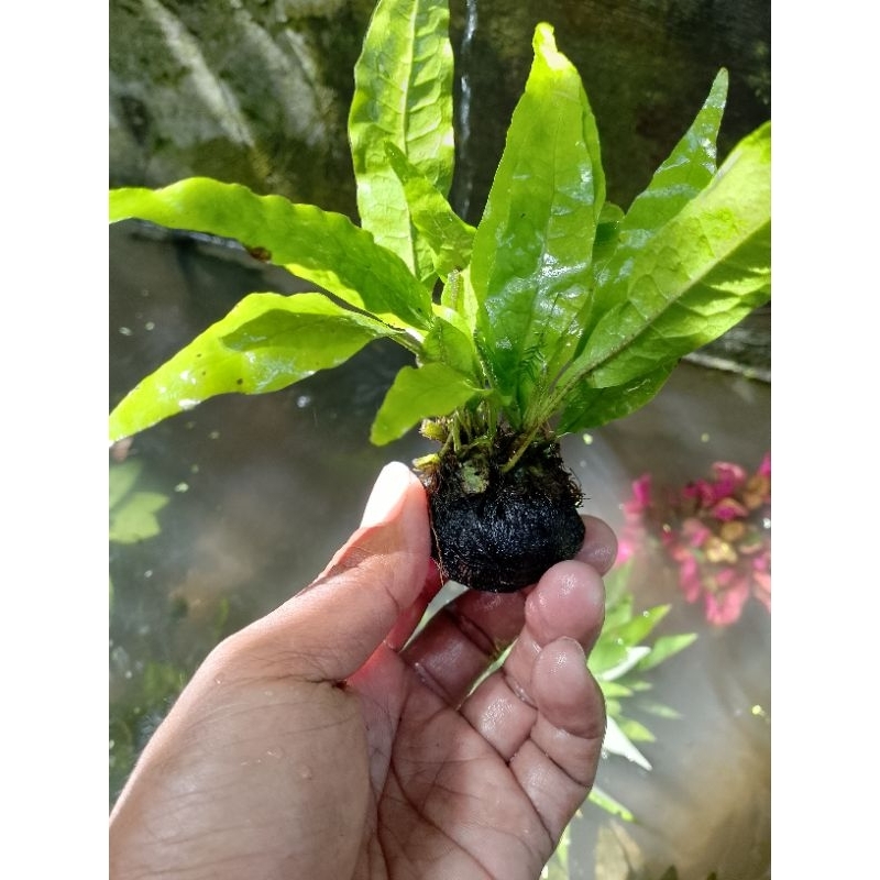 kadaka Java fern tanaman air aquascspe hiasan aquarium media wabikusa