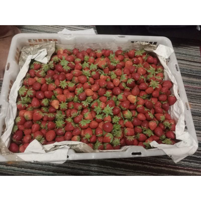 

1KG STROBERY FRESH MINI LANGSUNG DARI KEBUN