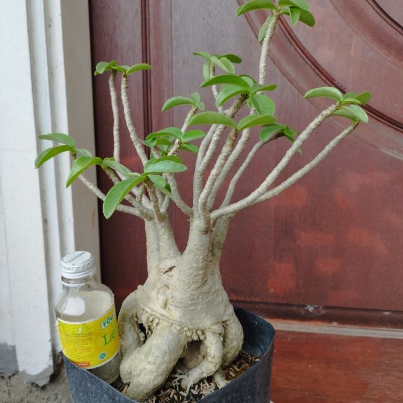 Adenium Thaisocotranum Program Akar