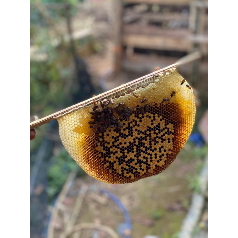 

Madu Asli