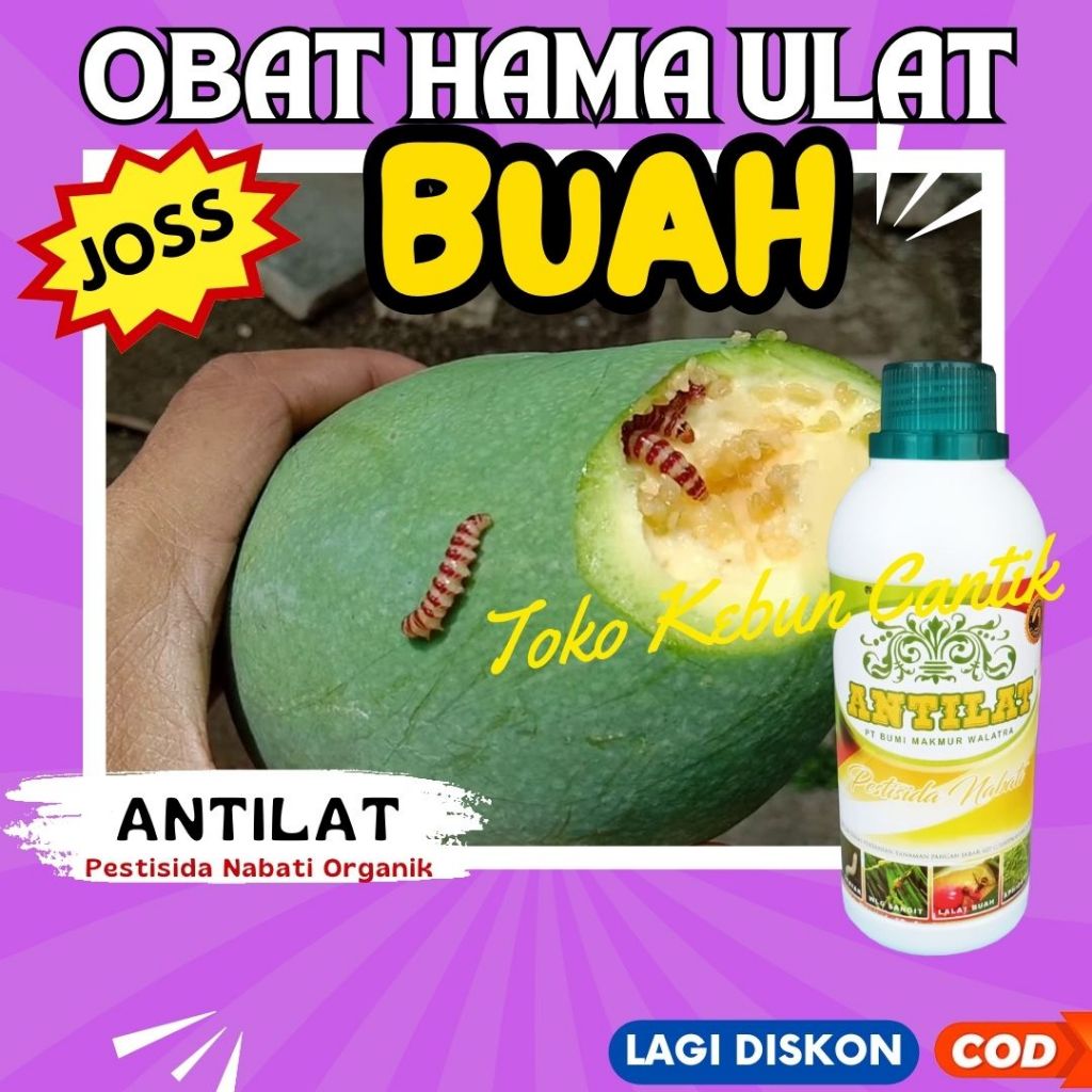 ANTILAT 500ML – Pestisida Organik Pembasmi Ulat Cabe, Ulat Tomat, Ulat Padi, Ulat Grayak, Ulat Tanah