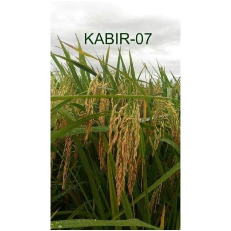 BENIH BIBIT PADI KABIR 07 ORIGINAL KEMASAN 1KG