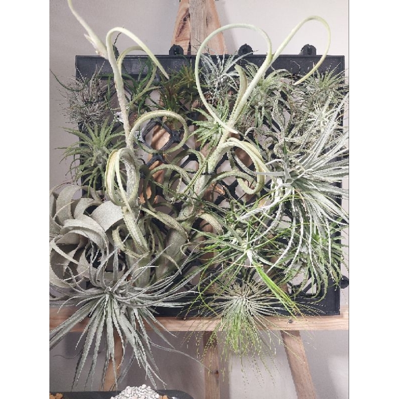 Paket Tillandsia Xerographica Bulbosa Pruinosa Andreana Funckiana Vanhyningii