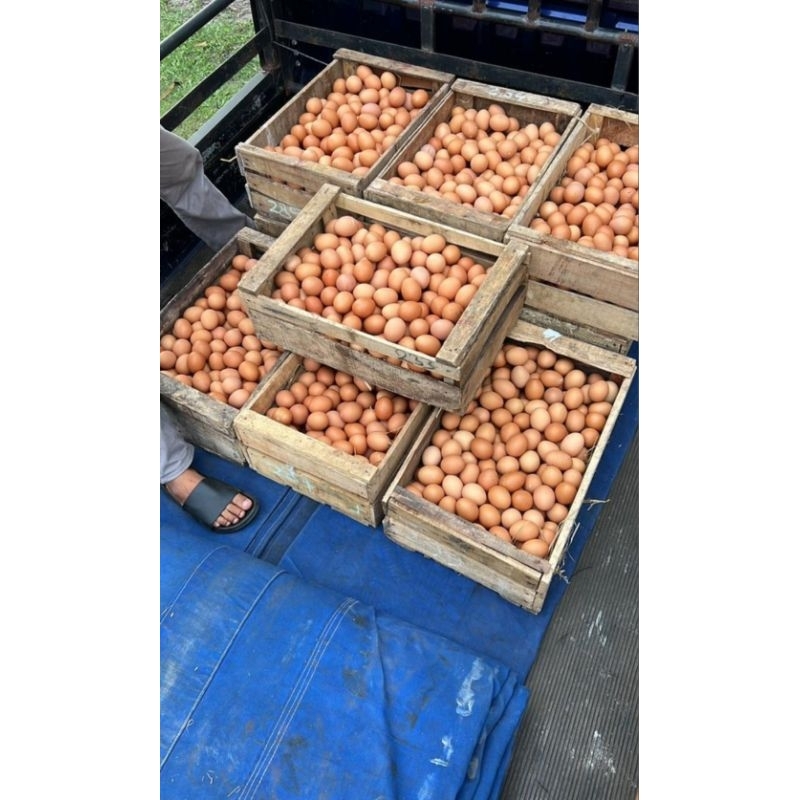 

Telur Ayam Negeri 1Kg