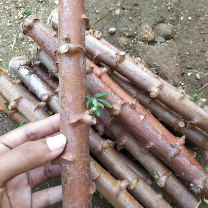 

500GRAM STEK/BATANG SINGKONG JUMBO SUPER UNGGUL!!