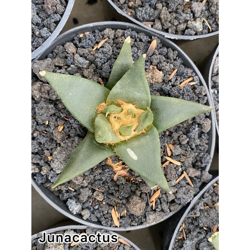 Kaktus Ariocarpus Retusus