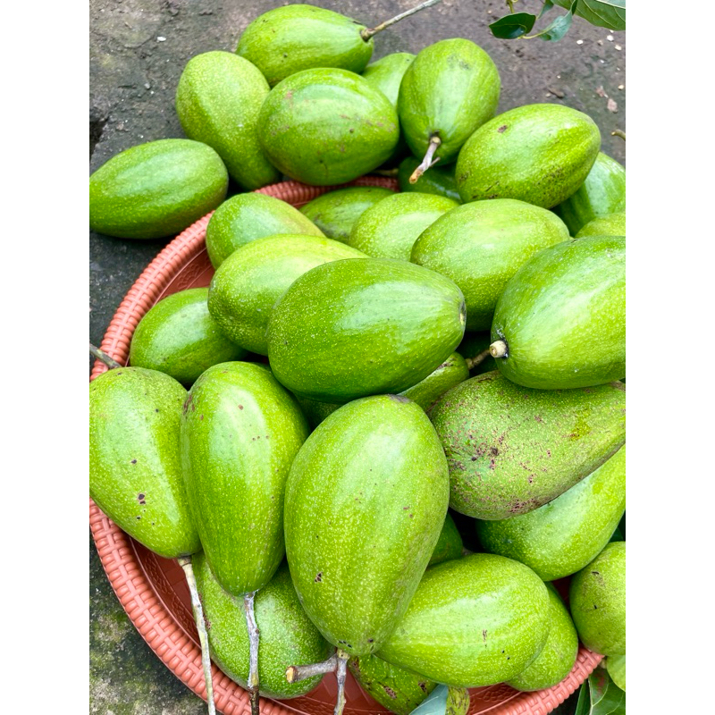 BUAH ALPUKAT ALIGATOR Berat 1kg-ALPUKAT JUMBO