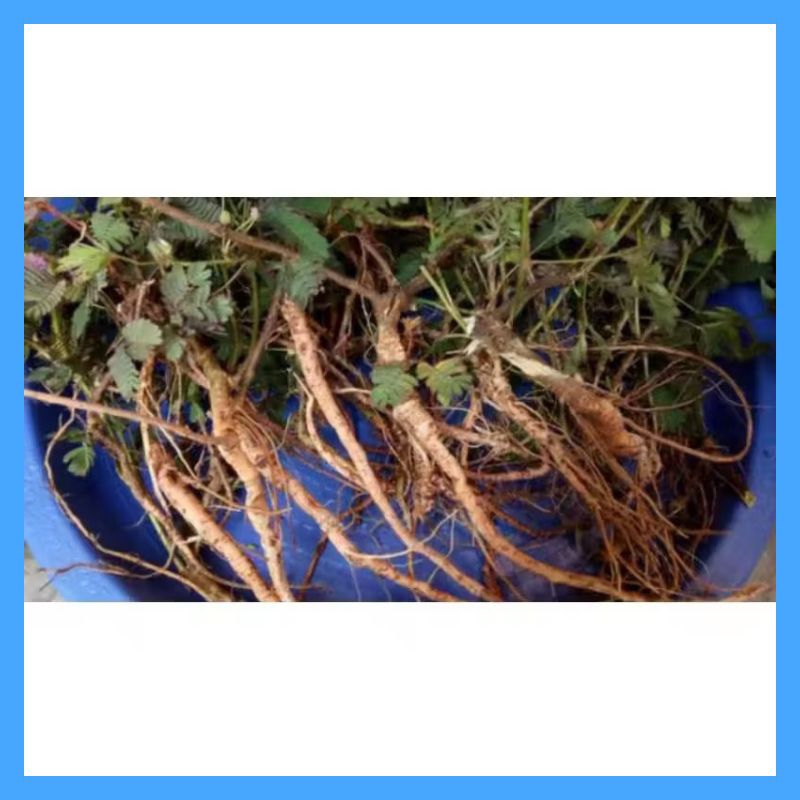 

Akar Putri Malu segar herbal alami (paket 200 gram)