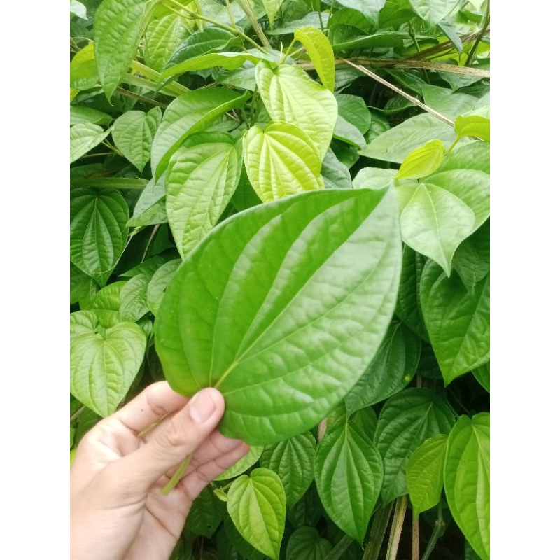 

Daun Sirih Segar Petik Kirim (Per Lembar)
