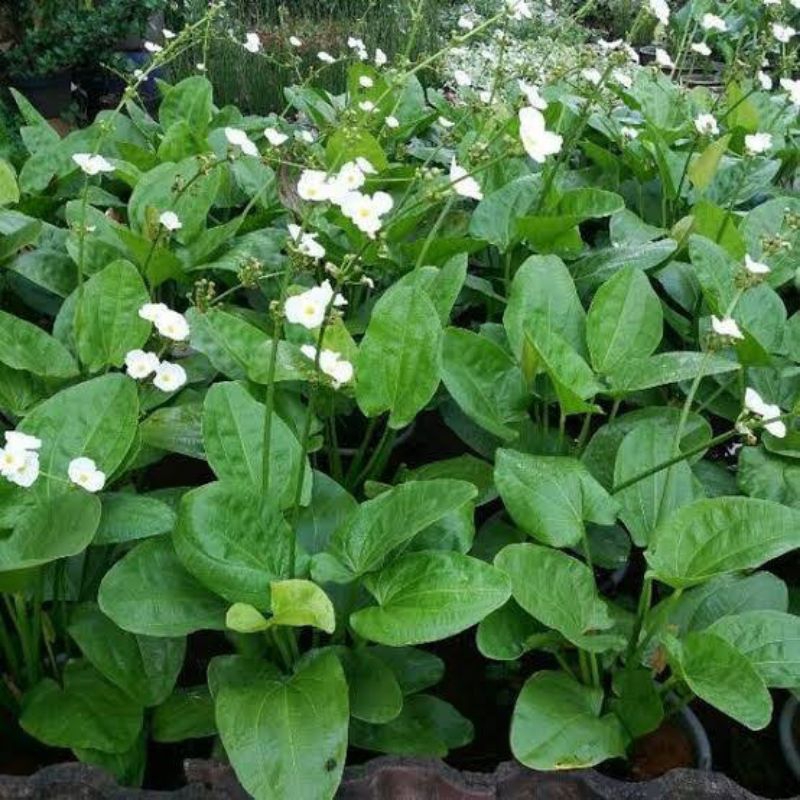 Tanaman hias melati air - tanaman air melati air - tanaman hidup