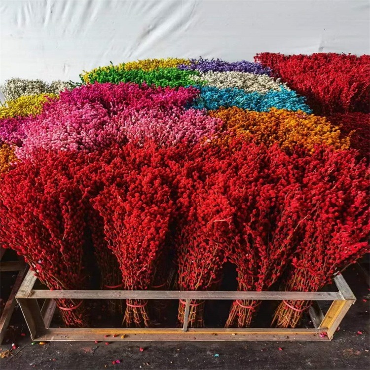 10 pc bunga imlek pussywillow kering asli pussy willow