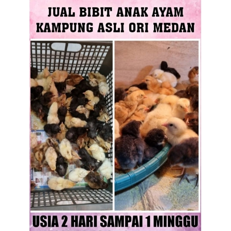 Jual Bibit doc Anak Ayam Kampung paket 50 ekor Asli Ori muda sehat murah Medan