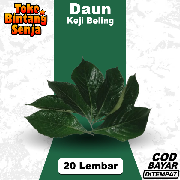 

Daun Keji Beling Kejibeling Kecibeling Segar 20 Lembar Obat Herbal