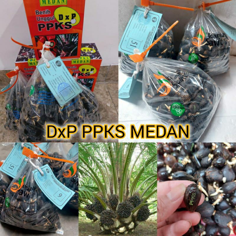bibit benih kecambah sawit ppks medan unggul