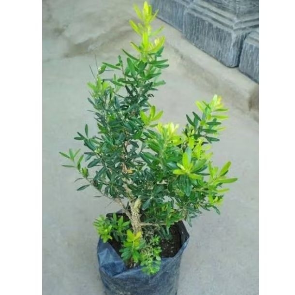 Bahan Bonsai Boxus - Tanaman Boxus