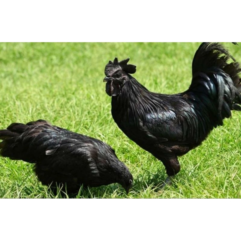 

TELUR AYAM CEMANI LIDAH HITAM (ASLI) BISA DI TETESKAN